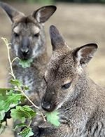 LE PARC AUSTRALIEN - LE PARC AUSTRALIEN jusqu'au 02/11/26